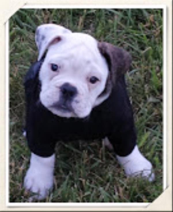 /Images/uploads/Humane Society of Utah/HSUCalendar/entries/657thumb.jpg